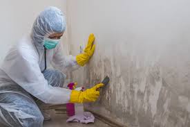 Mold Odor Removal Services in Wurtland, KY